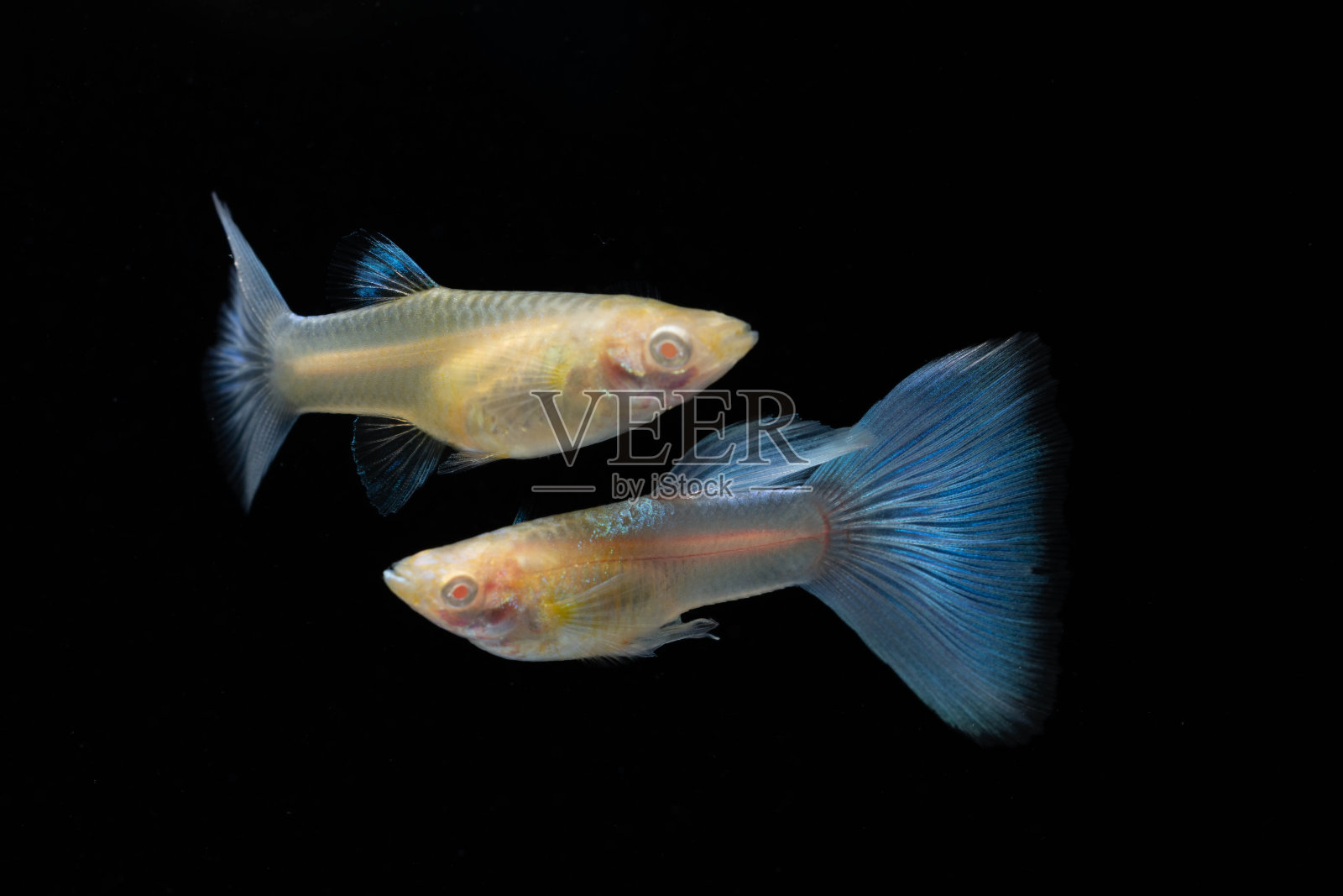 一对白化蓝尾孔雀鱼(Poecilia reticulata)孤立的黑色背景，雄性和雌性花式孔雀鱼。照片摄影图片