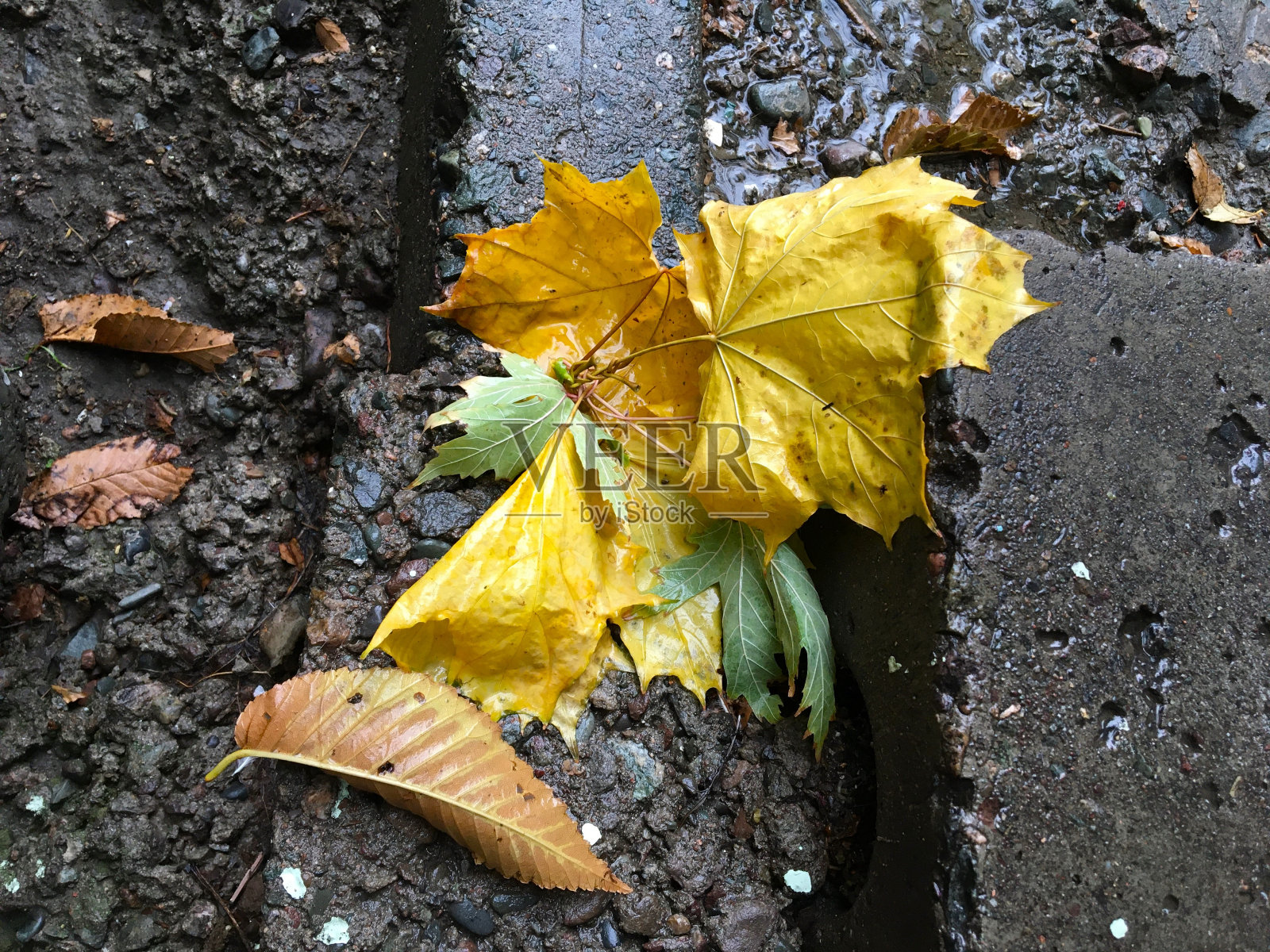 湿秋叶照片摄影图片