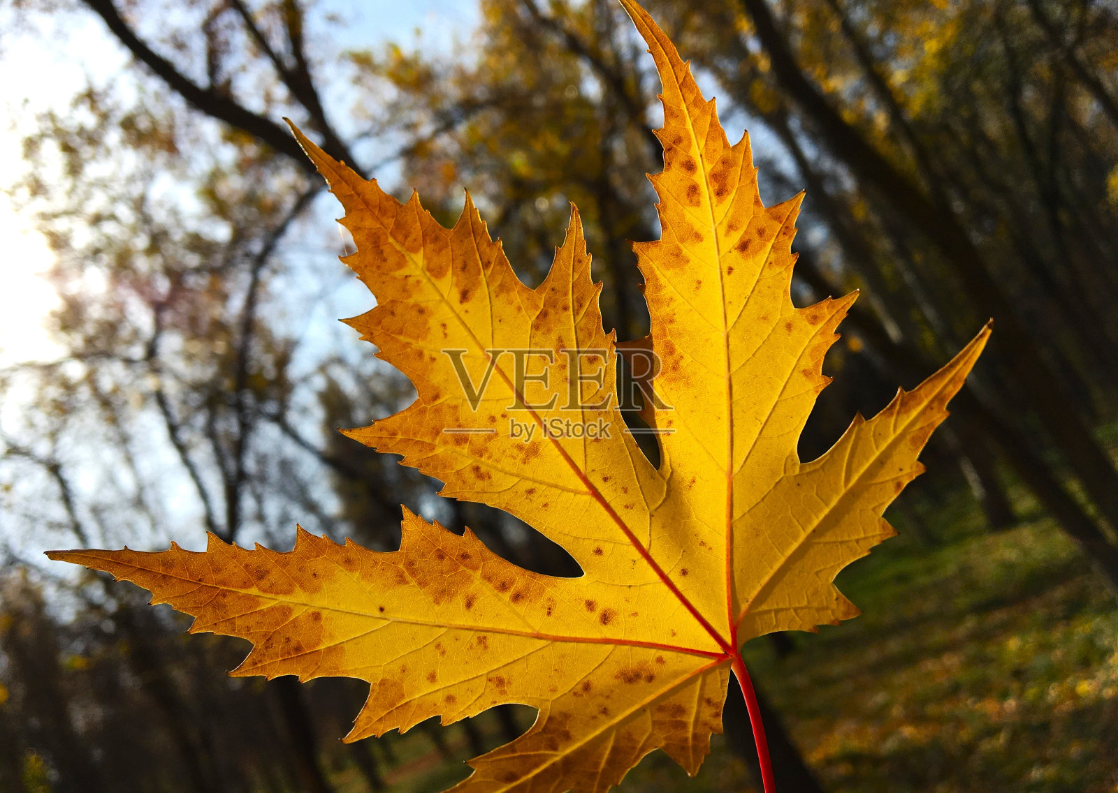 秋叶近照照片摄影图片