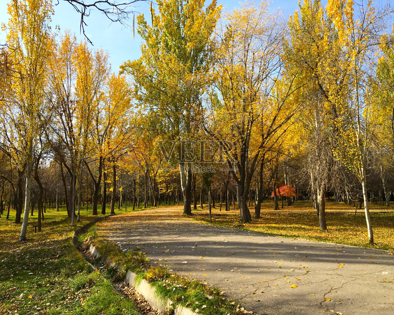 公园里的小巷照片摄影图片