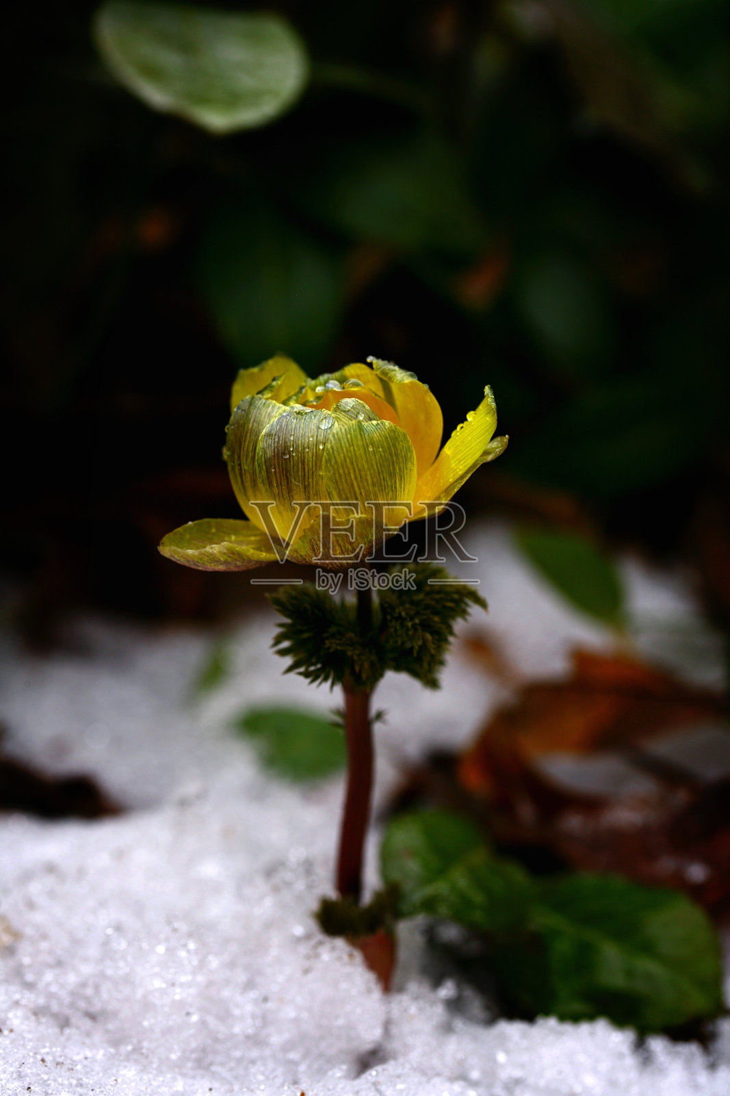 腹水花照片摄影图片