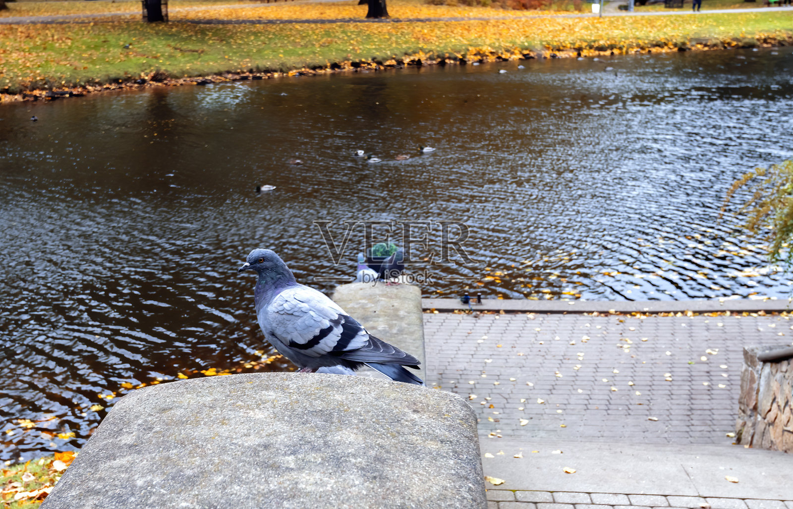 鸽子坐在石头上的特写照片摄影图片