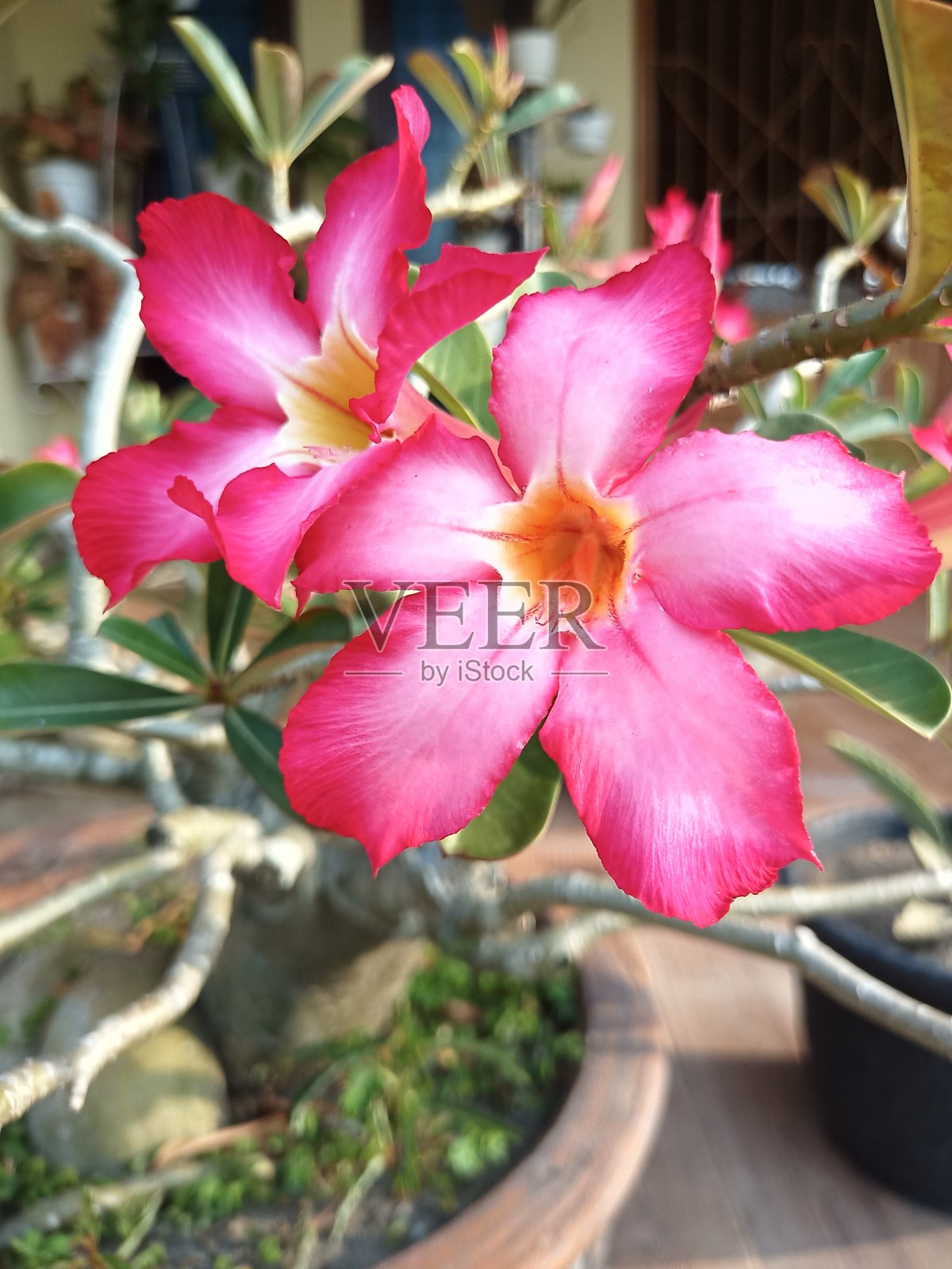 装饰花照片摄影图片