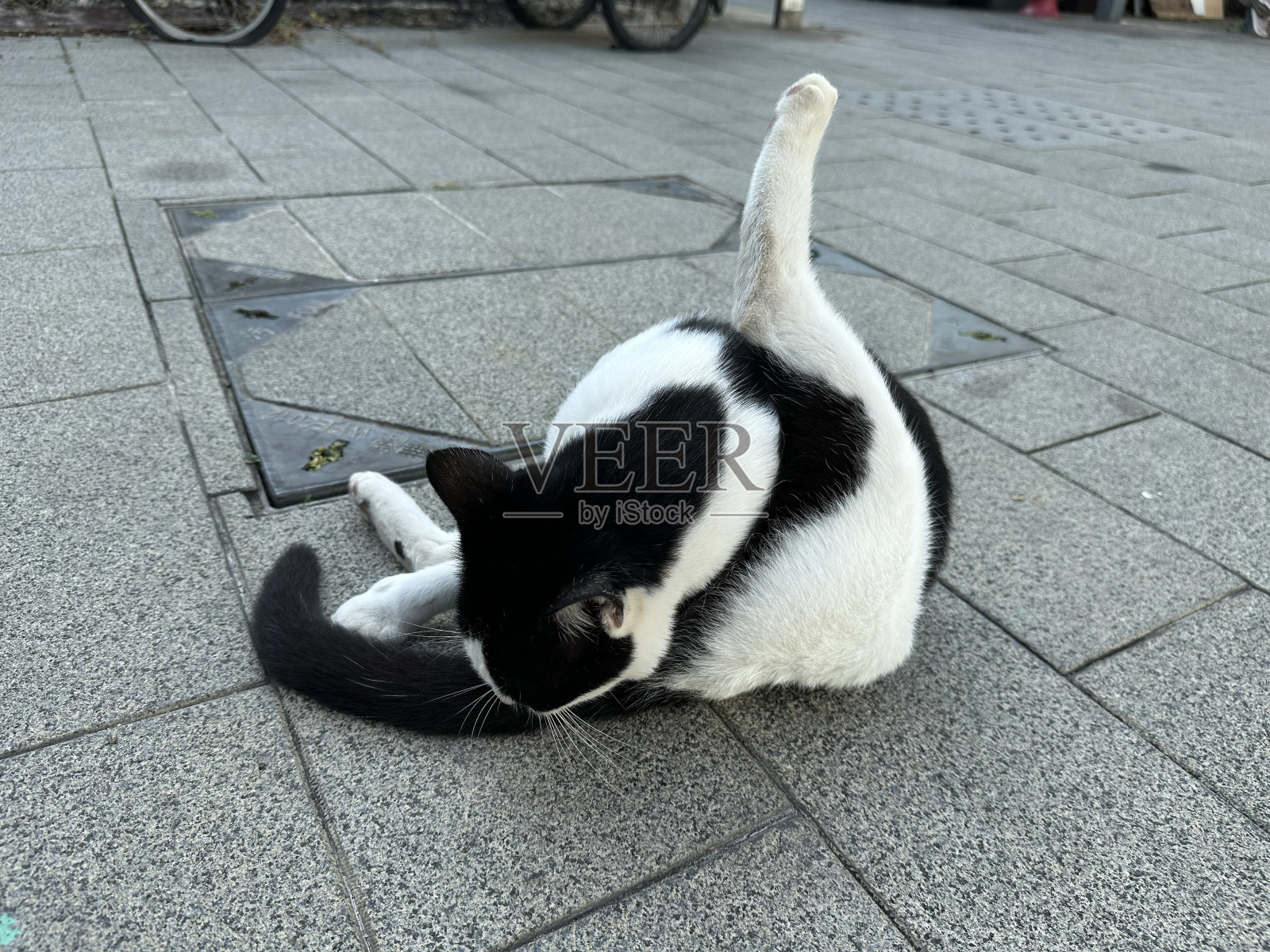 像瑜伽大师一样给猫咪梳理毛发照片摄影图片