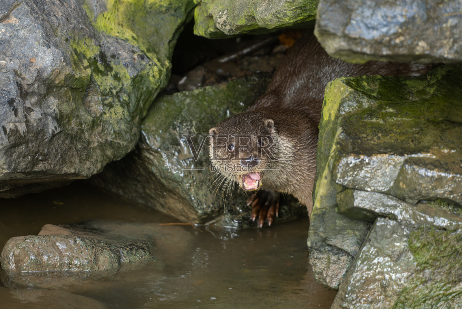 有趣的欧亚水獭(Lutra Lutra)照片摄影图片