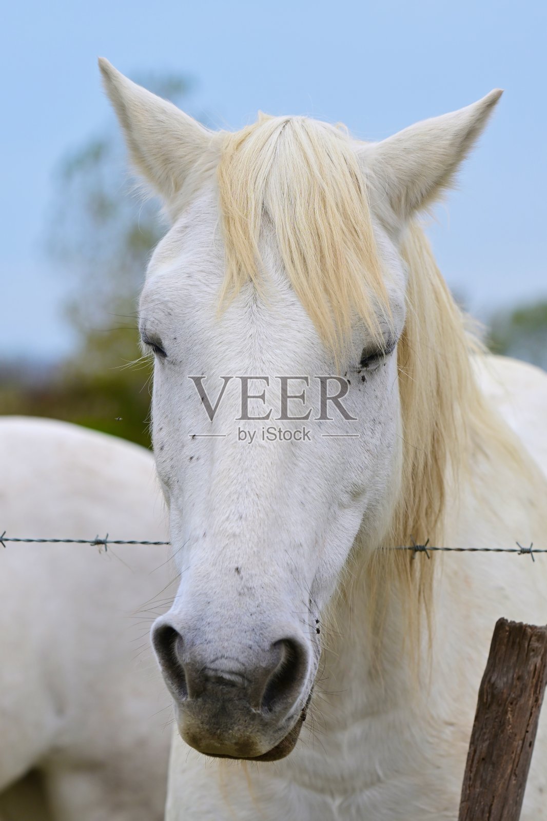卡马尔格马照片摄影图片