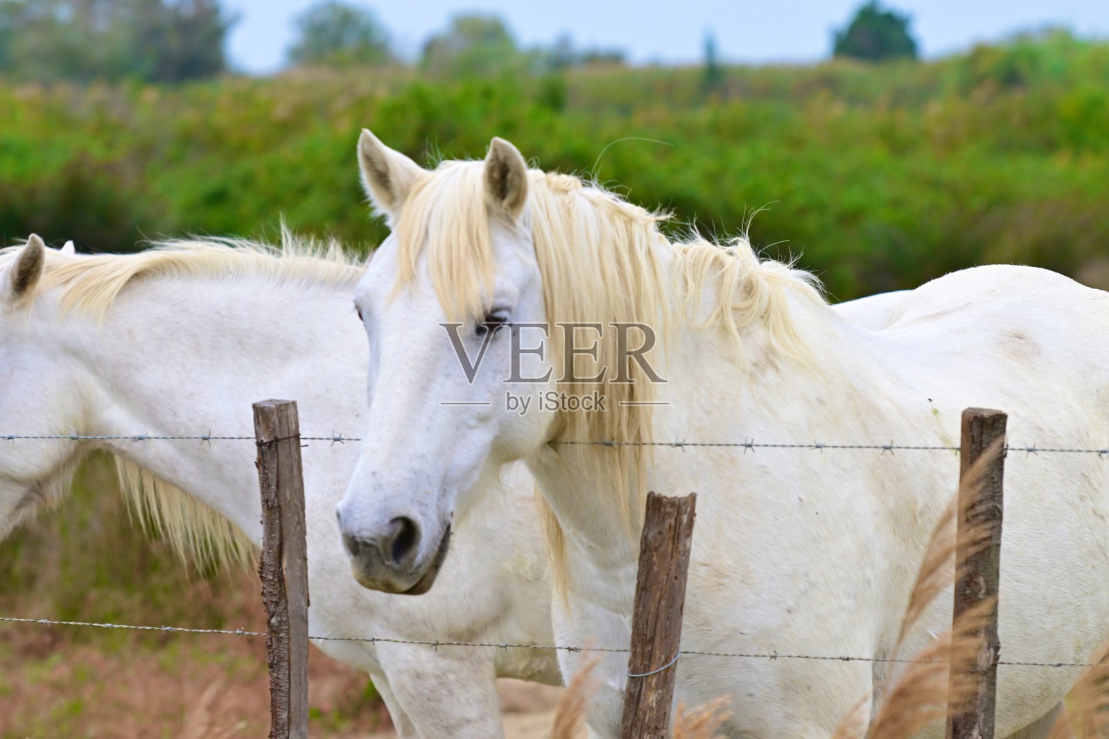 卡马尔格马照片摄影图片