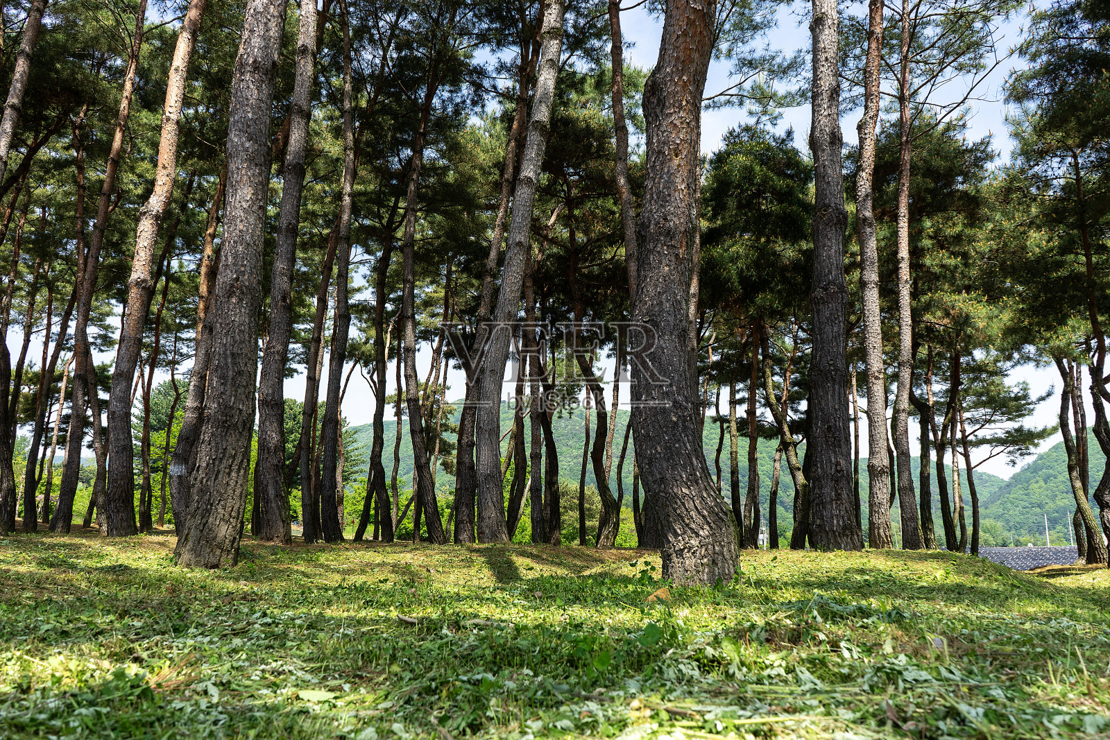森林照片摄影图片