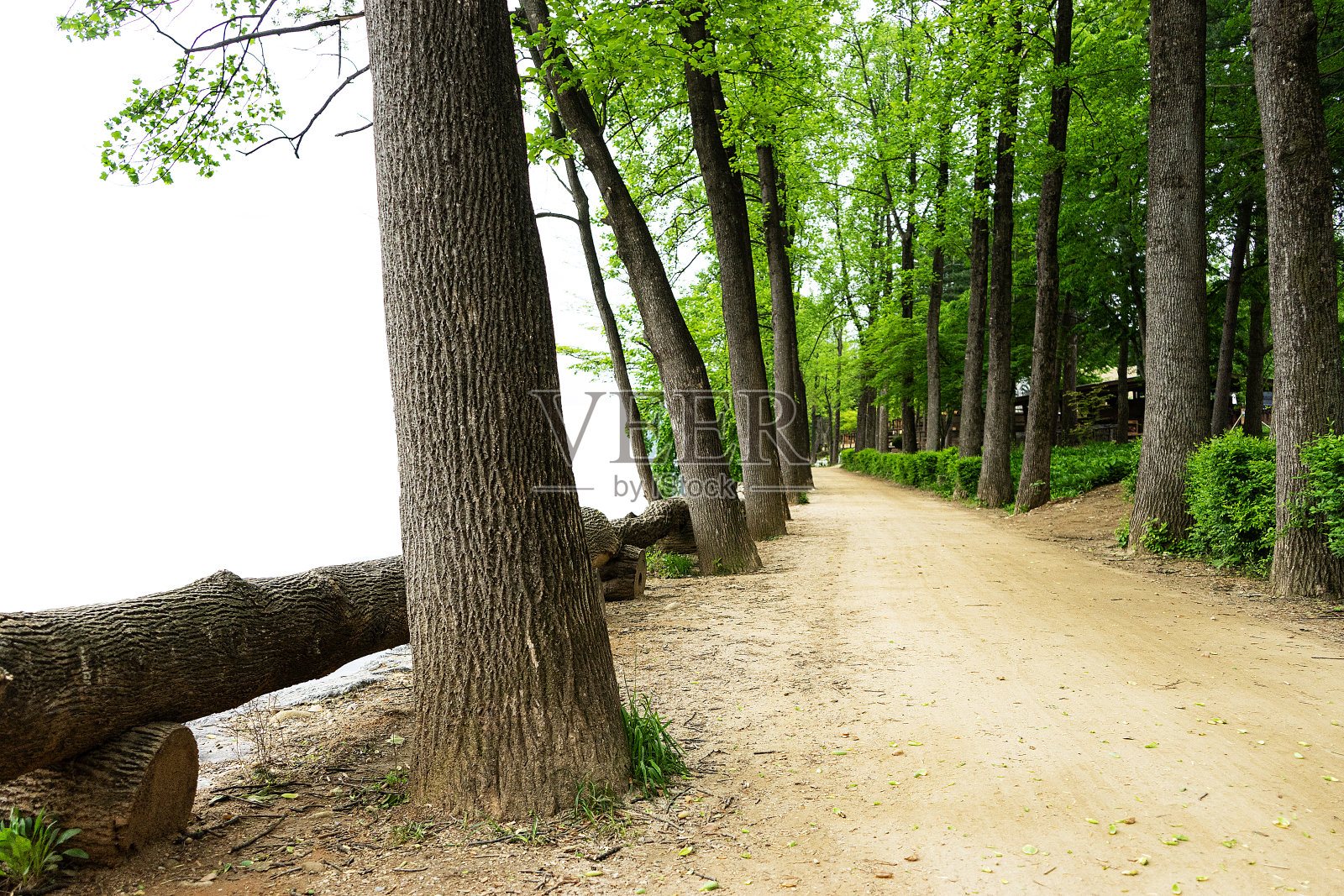 春天照片摄影图片
