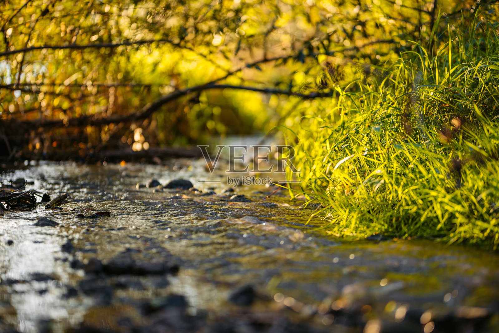 秋天穿过森林的河流照片摄影图片