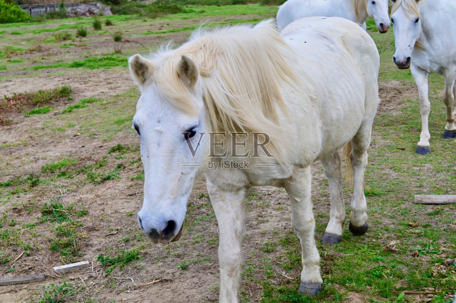 卡马尔格马照片摄影图片