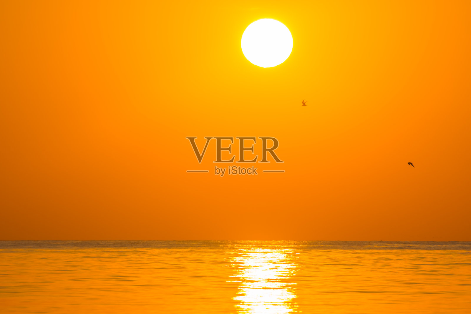 埃及日出时，白色的太阳和两只海鸥在橙色的天空上照片摄影图片