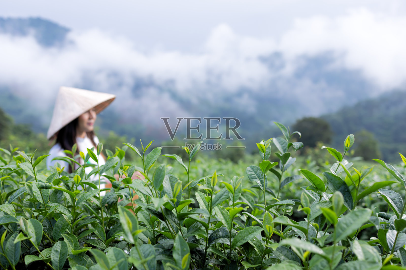 穿着越南传统文化服饰的亚洲妇女在绿茶田里。照片摄影图片