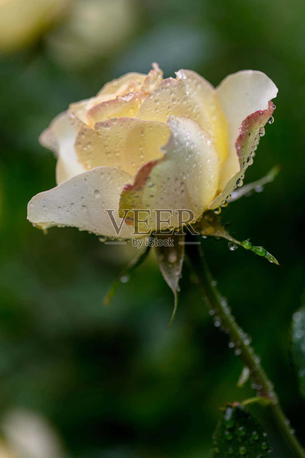 雨后的花园里盛开着黄玫瑰照片摄影图片