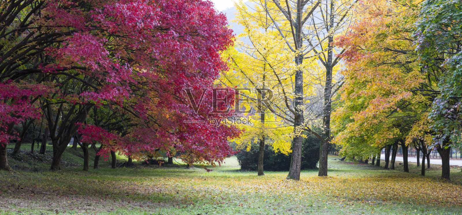 美丽的秋叶照片摄影图片