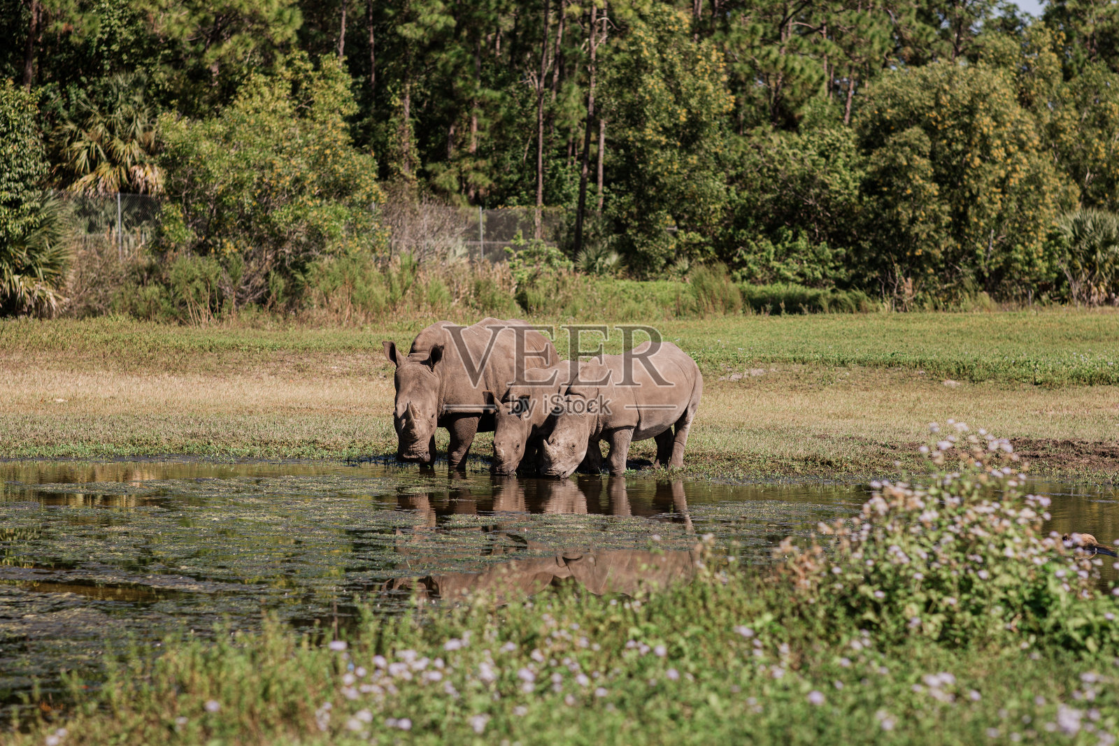 南方白犀牛在2023年秋季于南佛罗里达州一片绿树环绕的田野中的湖里吃草和饮水照片摄影图片