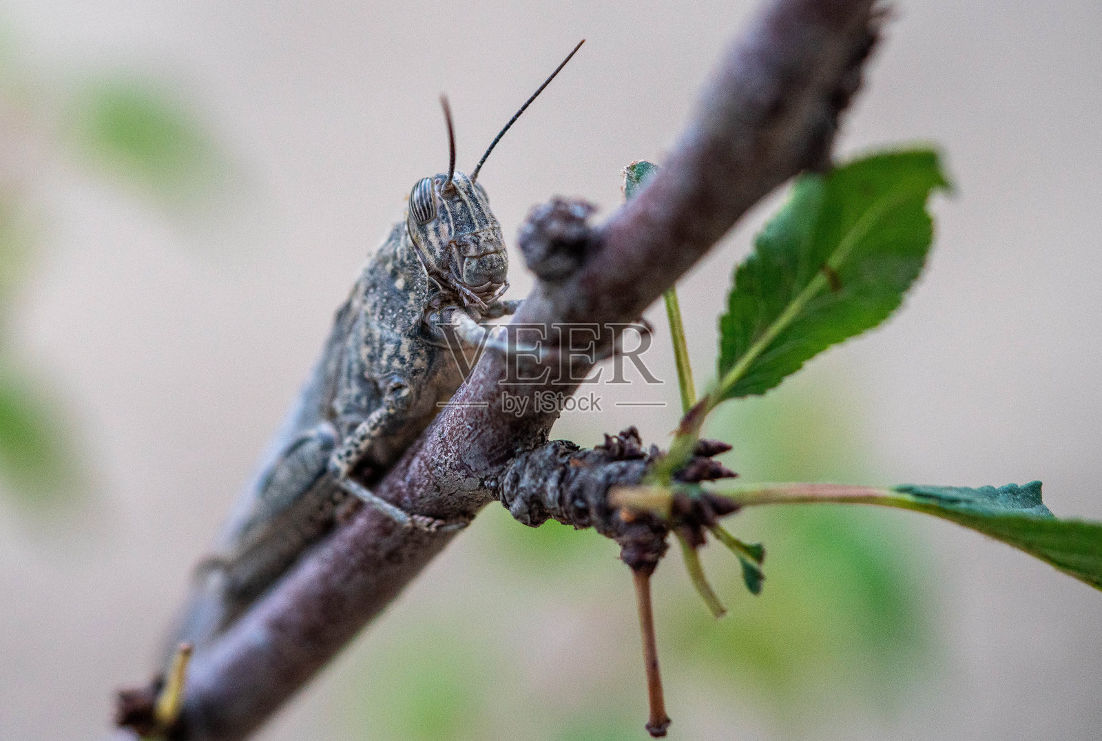蚱蜢还在叶宏上横着照片摄影图片