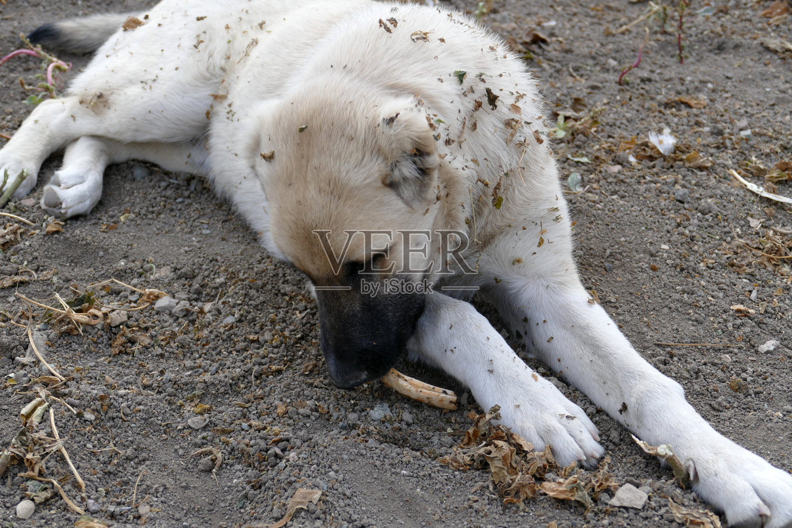 一只狗正试图用它的前爪吃骨头，这是狗爪的特写，照片摄影图片