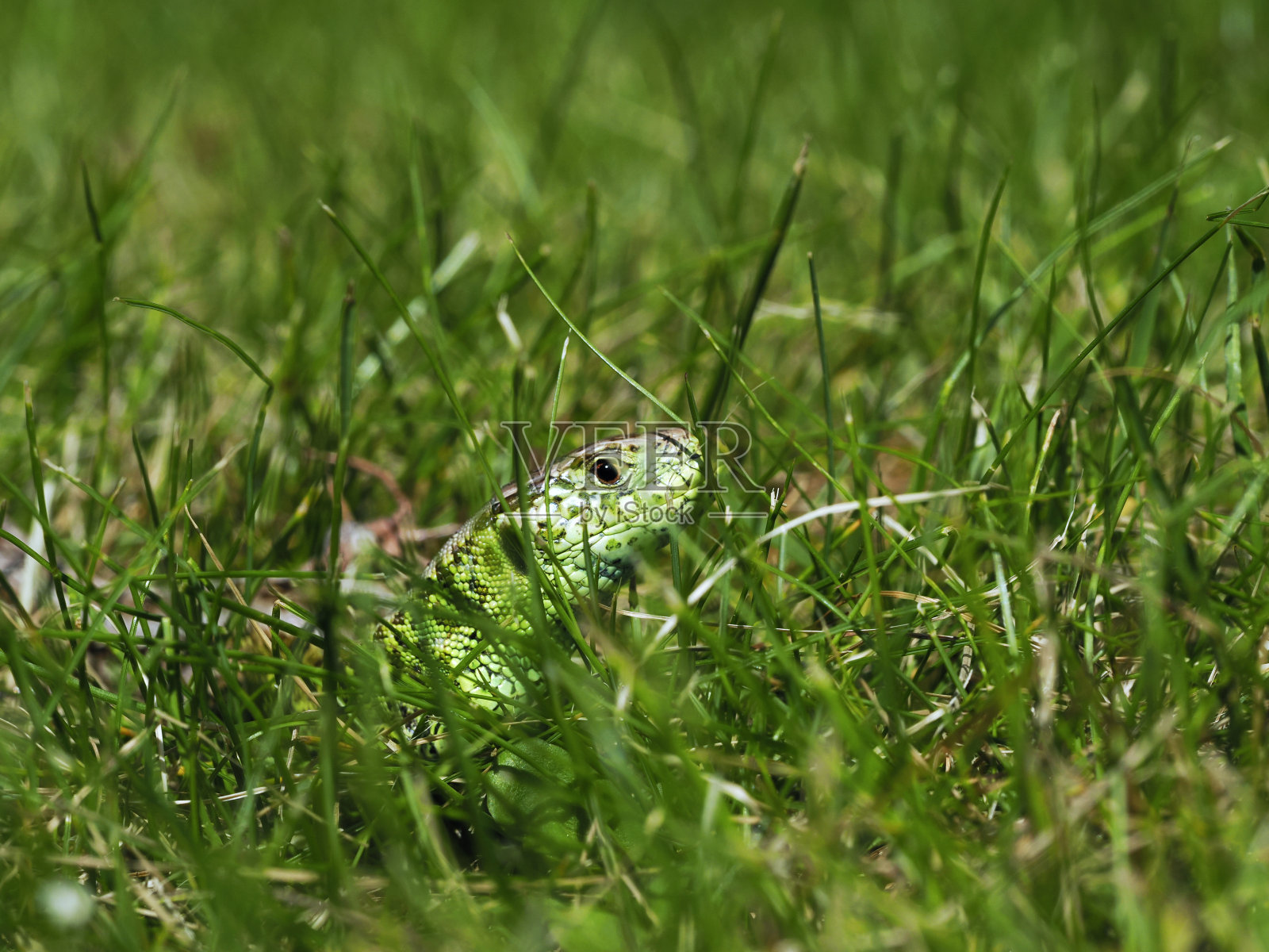 在修剪过的草地上捕食昆虫的沙蜥照片摄影图片