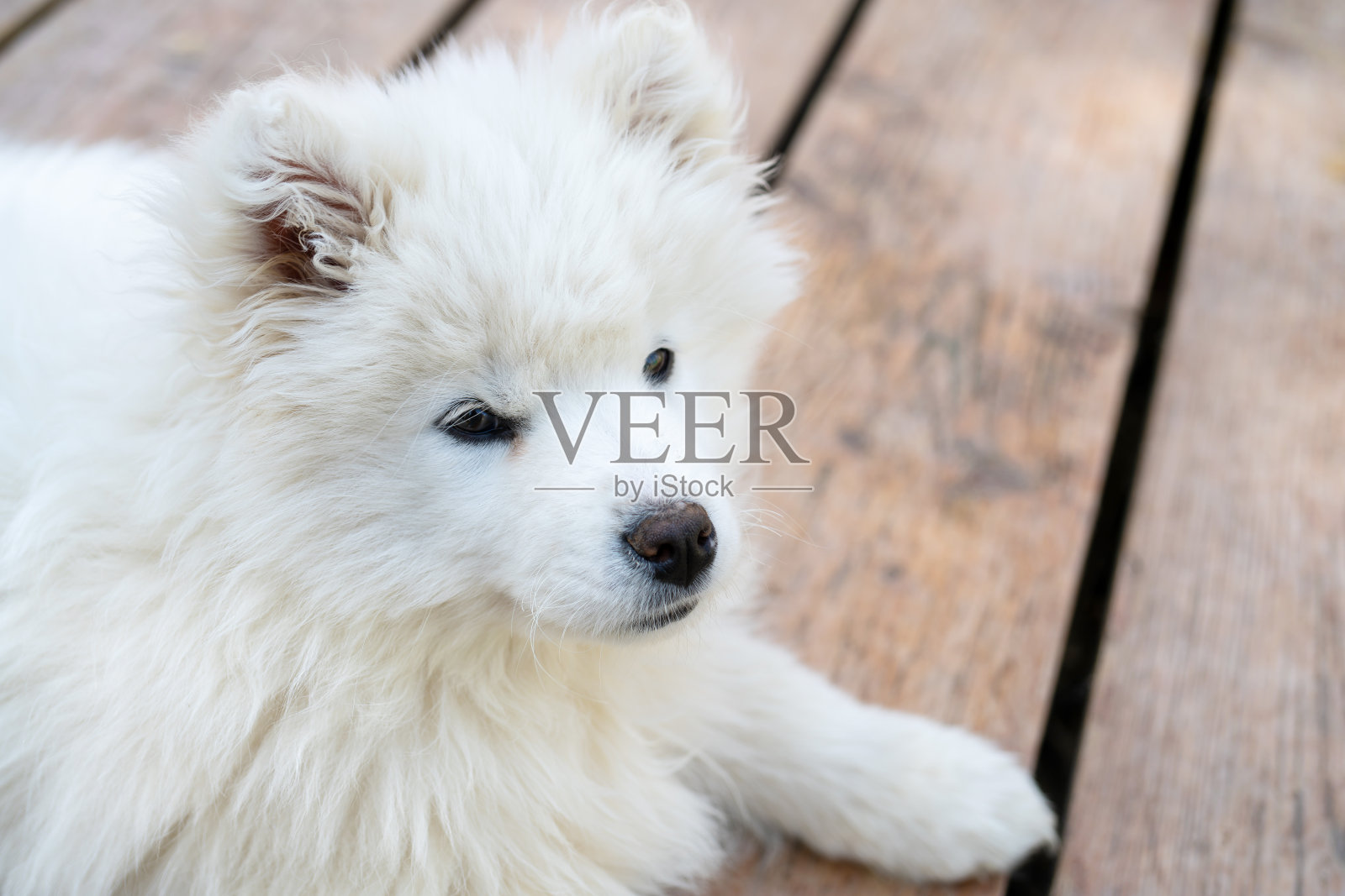 白色萨摩耶哈士奇小狗。照片摄影图片