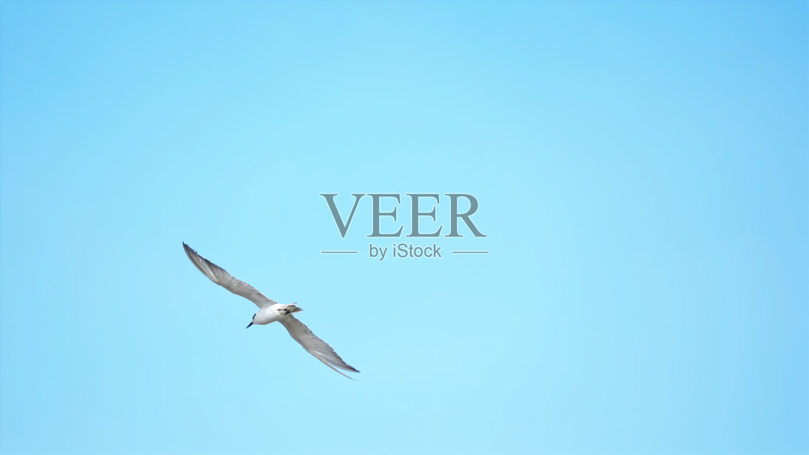 海鸥在蓝天中飞翔。照片摄影图片