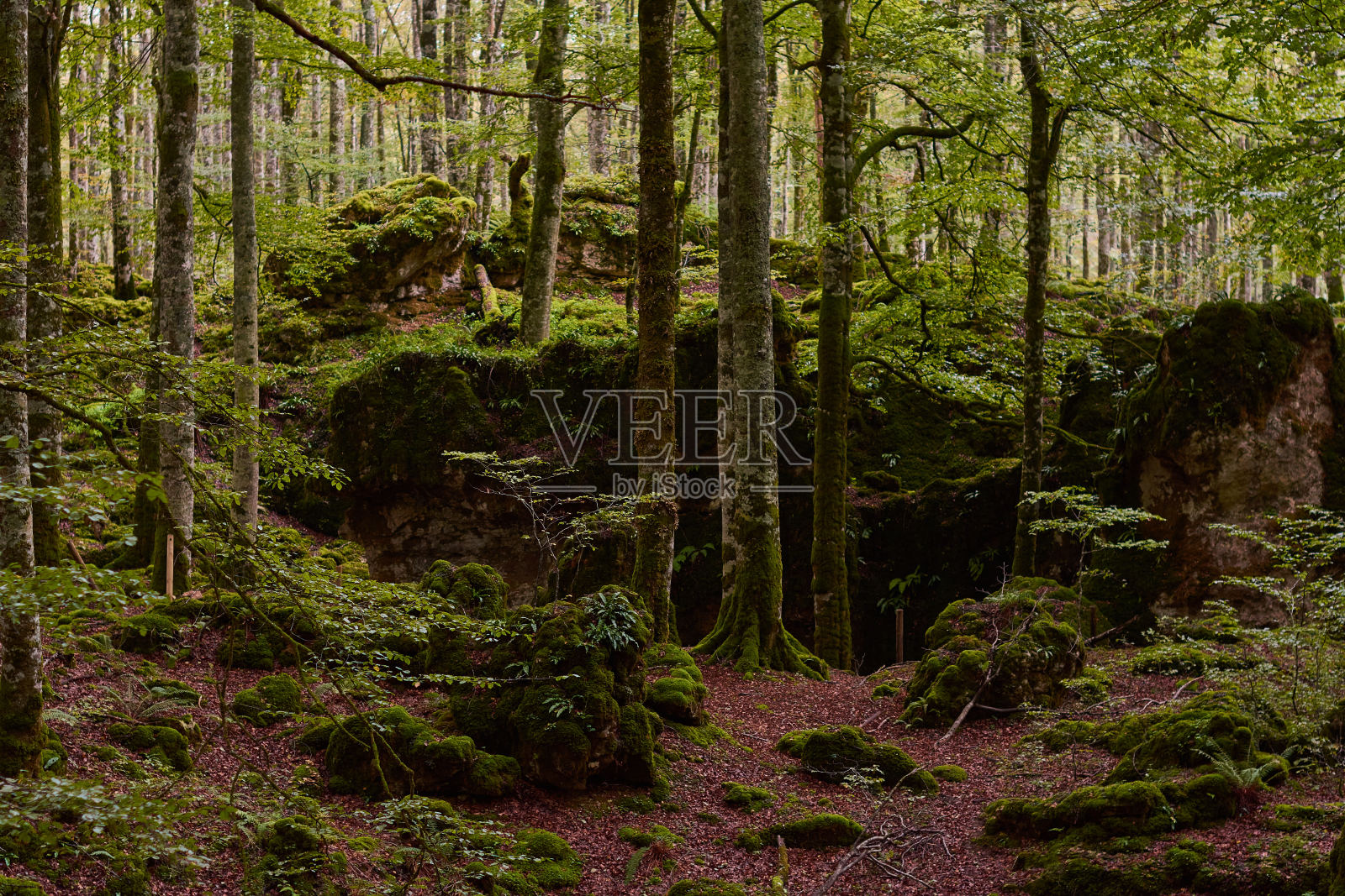 在厄巴萨山脉的魔法山毛榉森林里，秋天的色彩。纳瓦拉。西班牙照片摄影图片