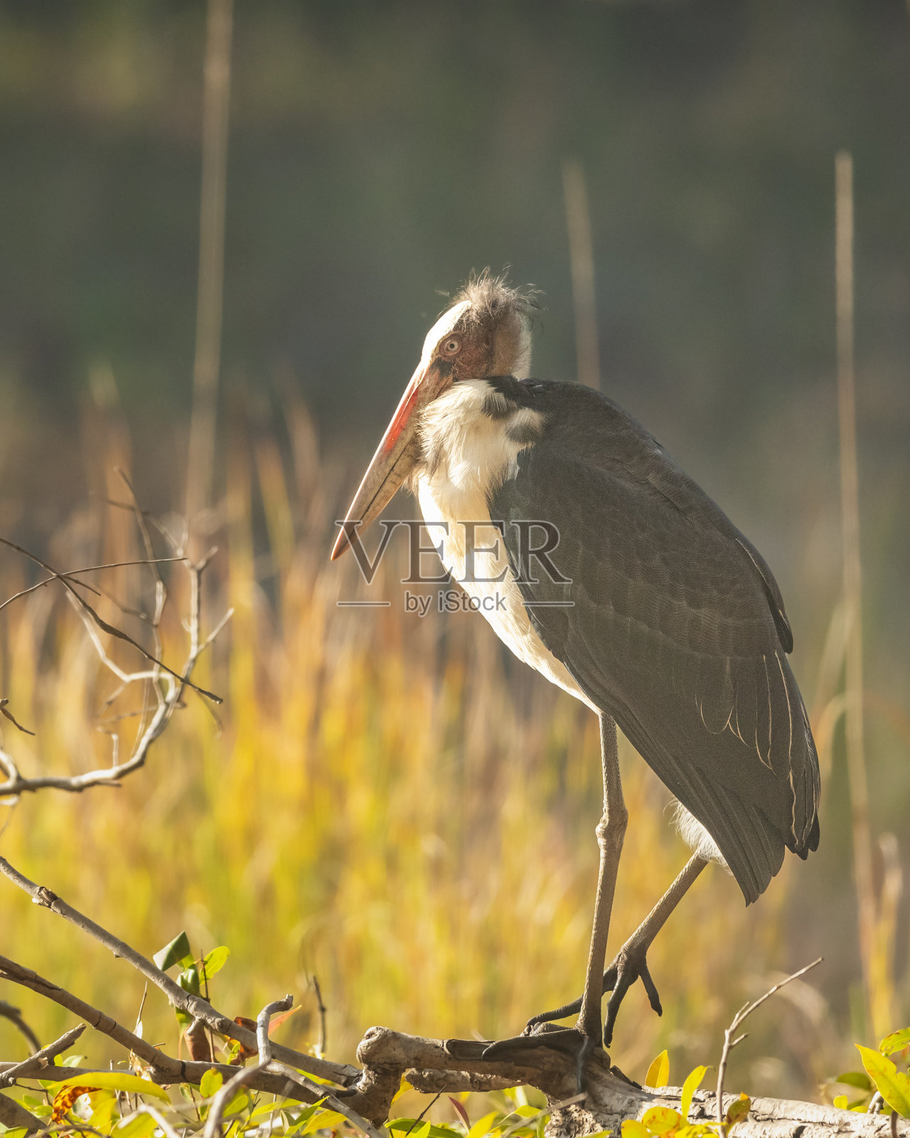 印度中央邦邦邦班德哈加尔国家公园森林里，大涉禽在自然冬季的晨光和阴影效果照片摄影图片