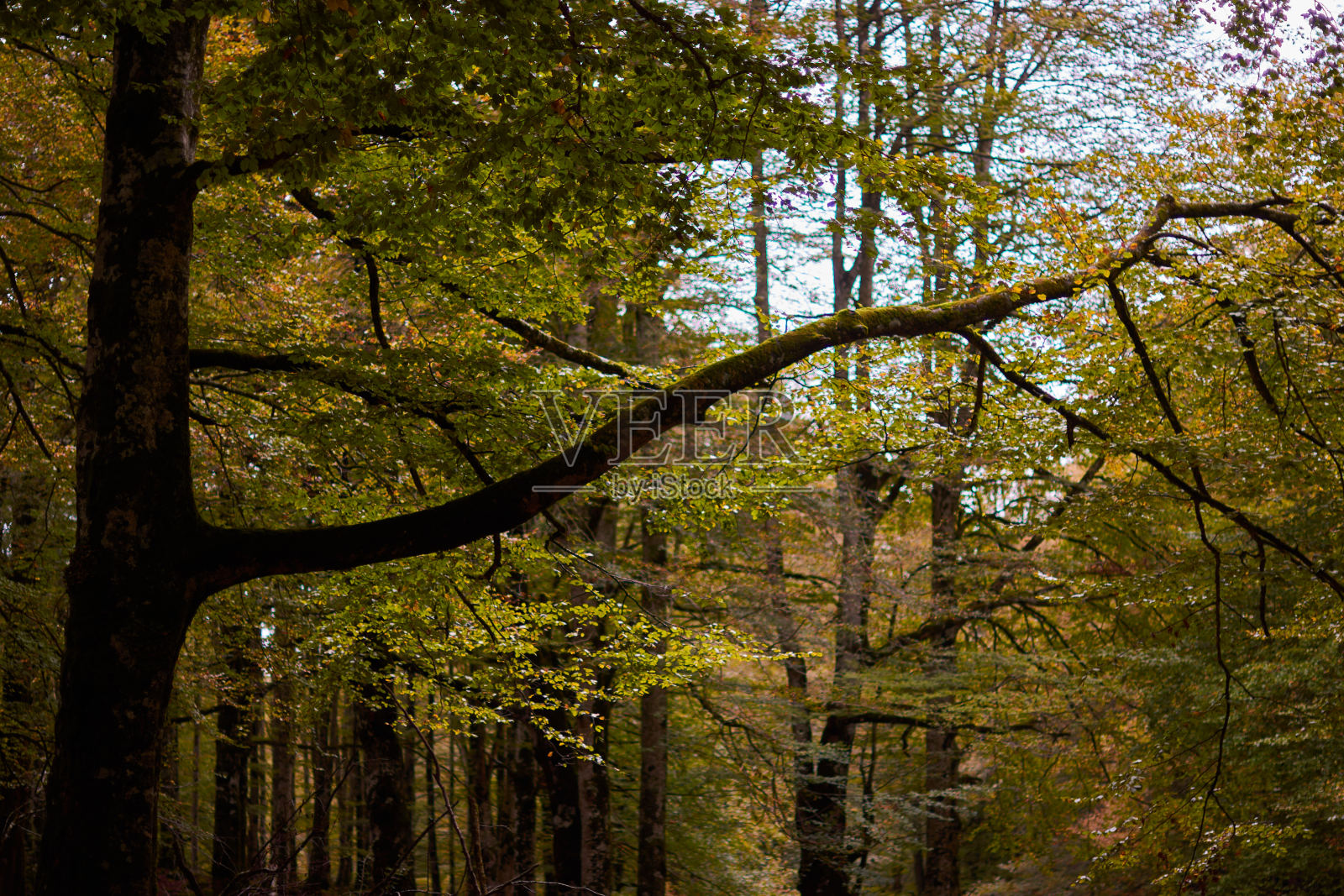 在厄巴萨山脉的魔法山毛榉森林里，秋天的色彩。纳瓦拉。西班牙照片摄影图片
