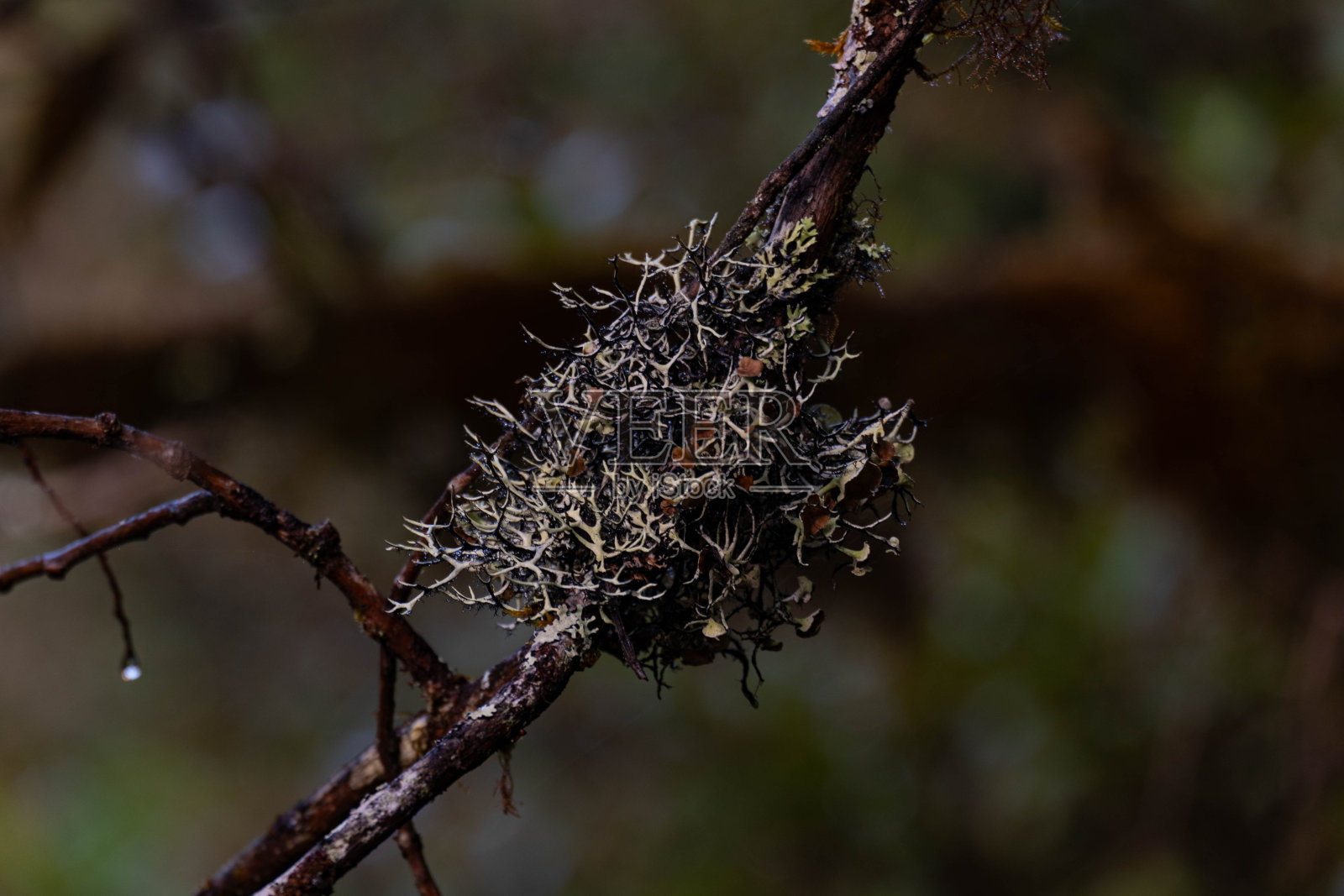 一种奇怪的植物，棕色和白色的根从树枝上长出来。位于一片肥沃的大森林中。照片摄影图片