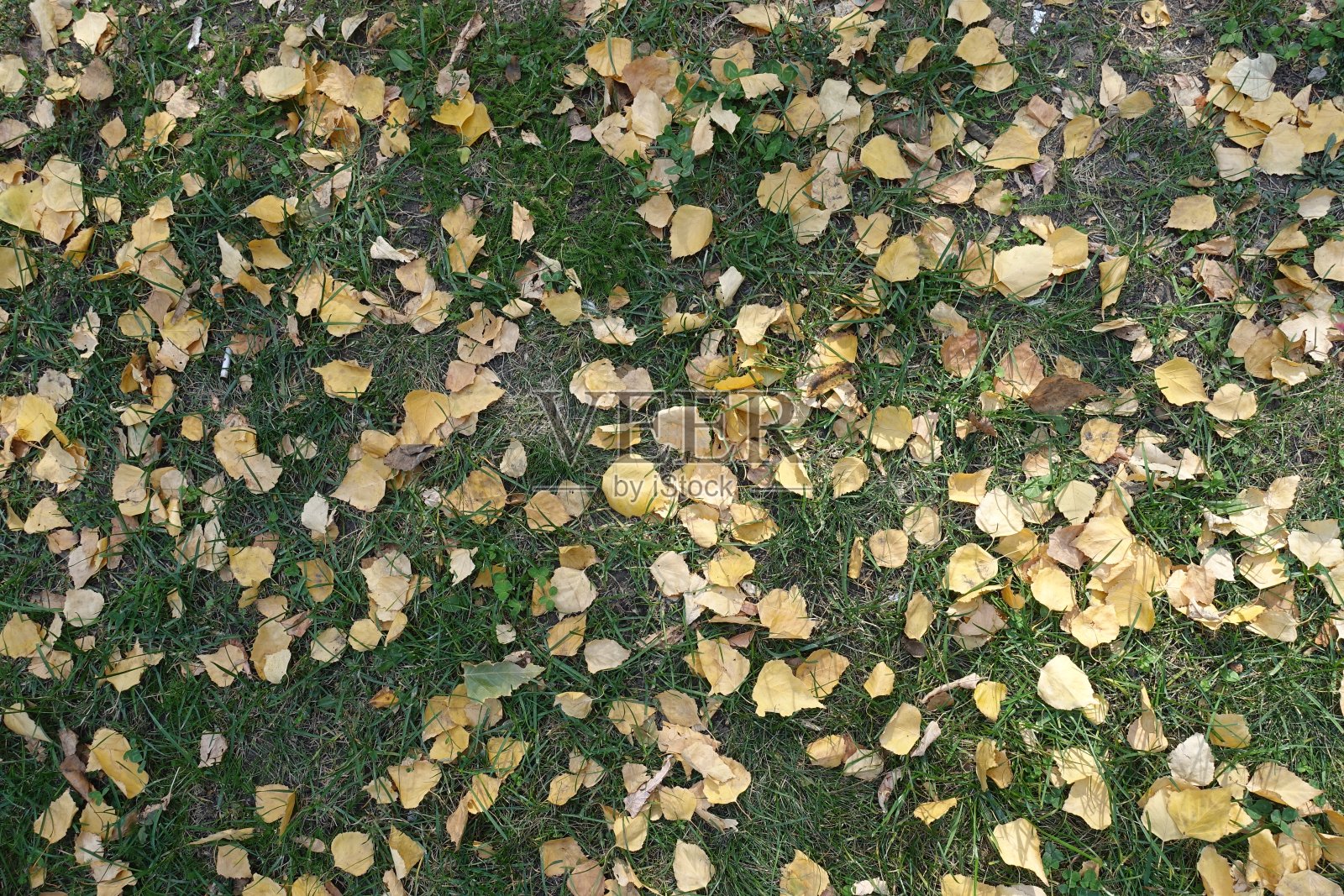 十月中旬，草地上桦树的枯叶照片摄影图片