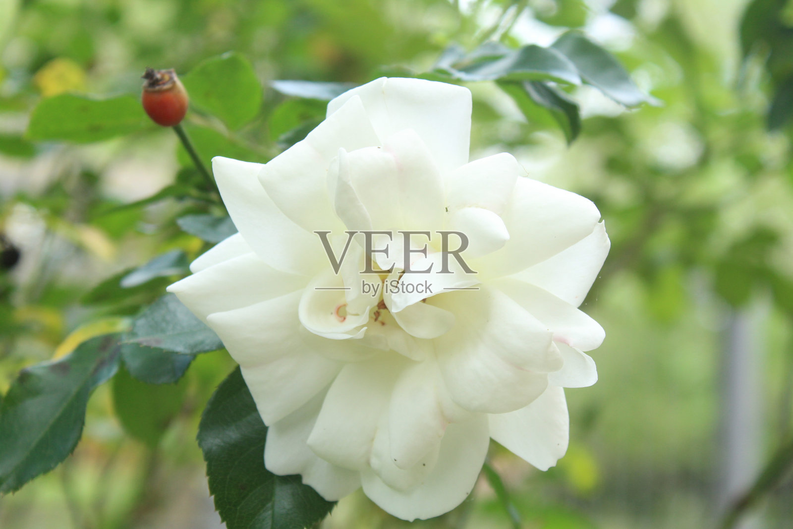 玫瑰照片摄影图片