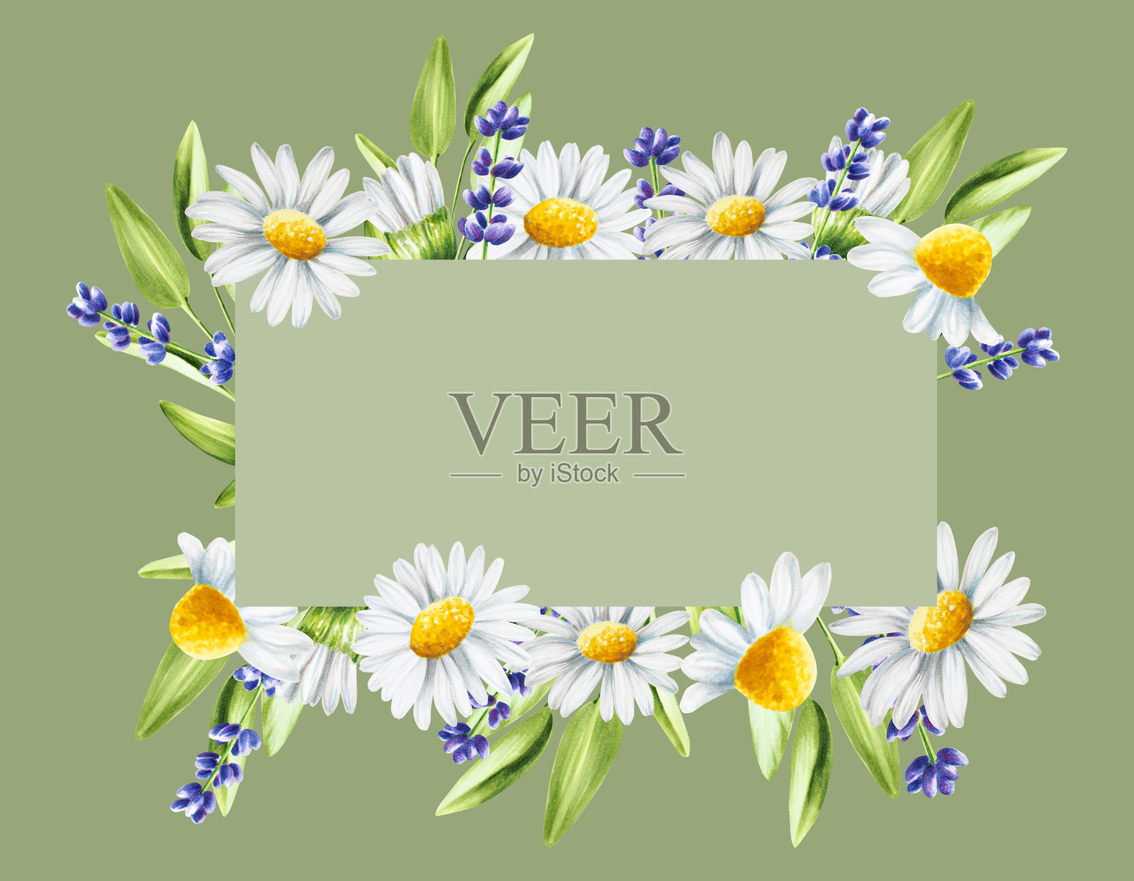 水彩框架和标志与薰衣草，鼠尾草和洋甘菊插图孤立的白色背景。详细介绍美容产品和植物学集，美容和医学。适合设计师，水疗装饰，明信片，包装纸，剪贴簿，封面，在插画图片素材