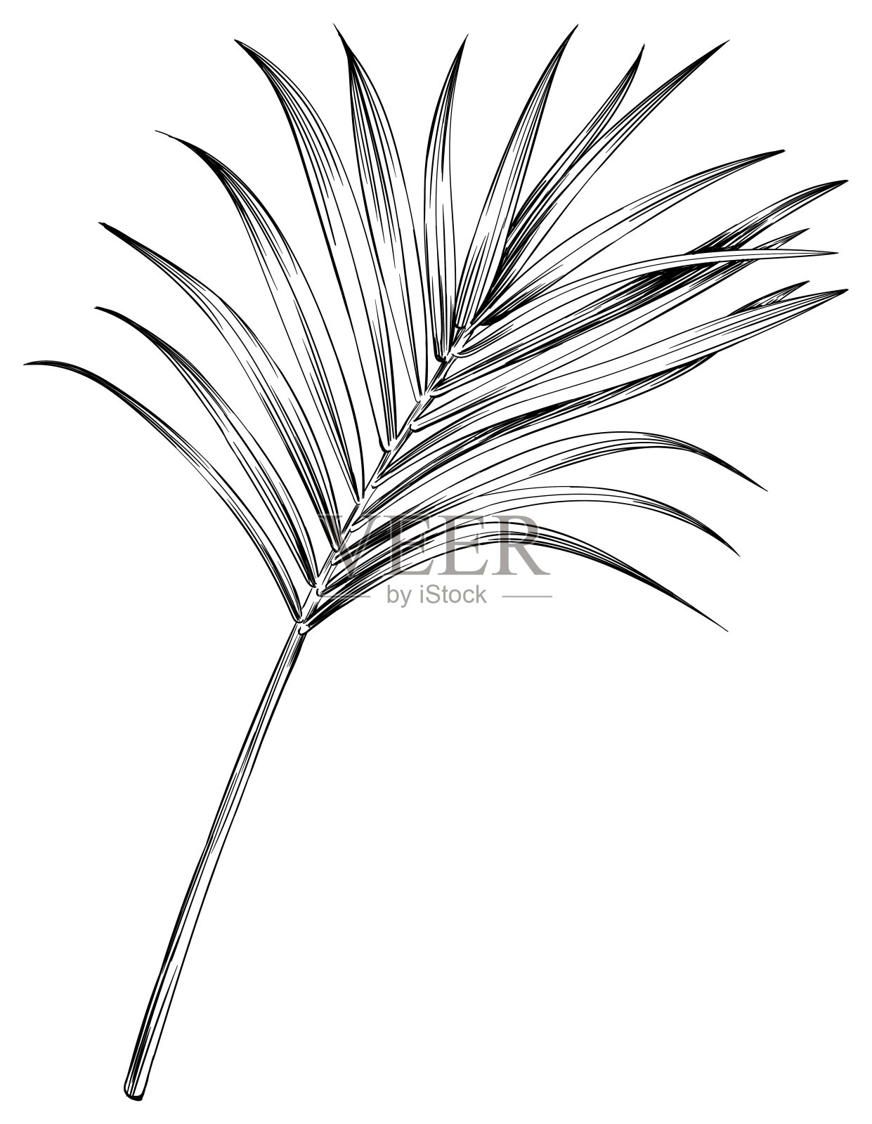 热带棕榈叶。黑白刻字水墨艺术。孤立的叶子插图元素在白色的背景。插画图片素材