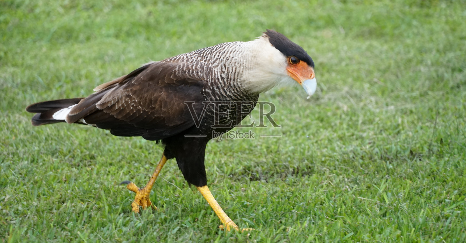 Carcara照片摄影图片