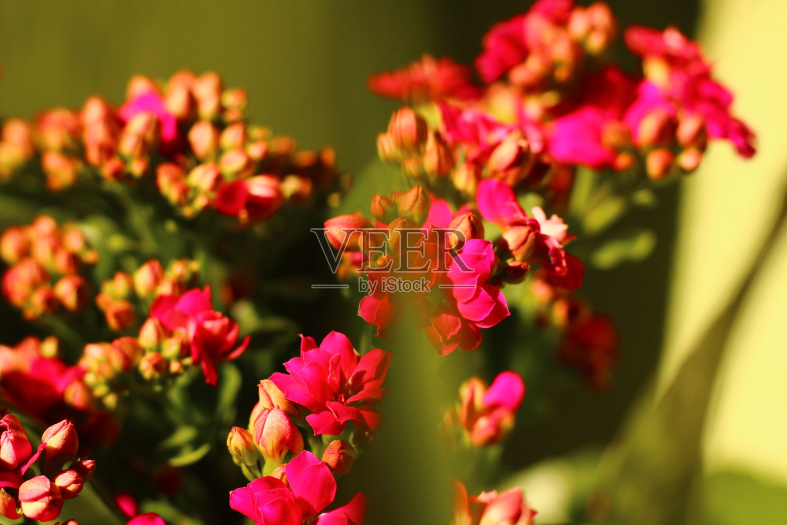 粉红色花的凤尾莲植物照片摄影图片