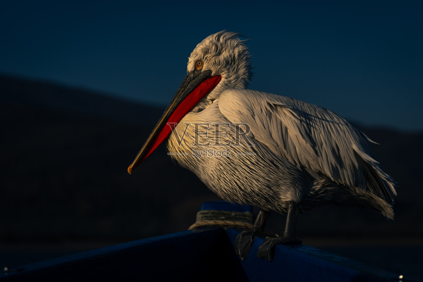 蓝船上的达尔马提亚鹈鹕看着摄像机照片摄影图片