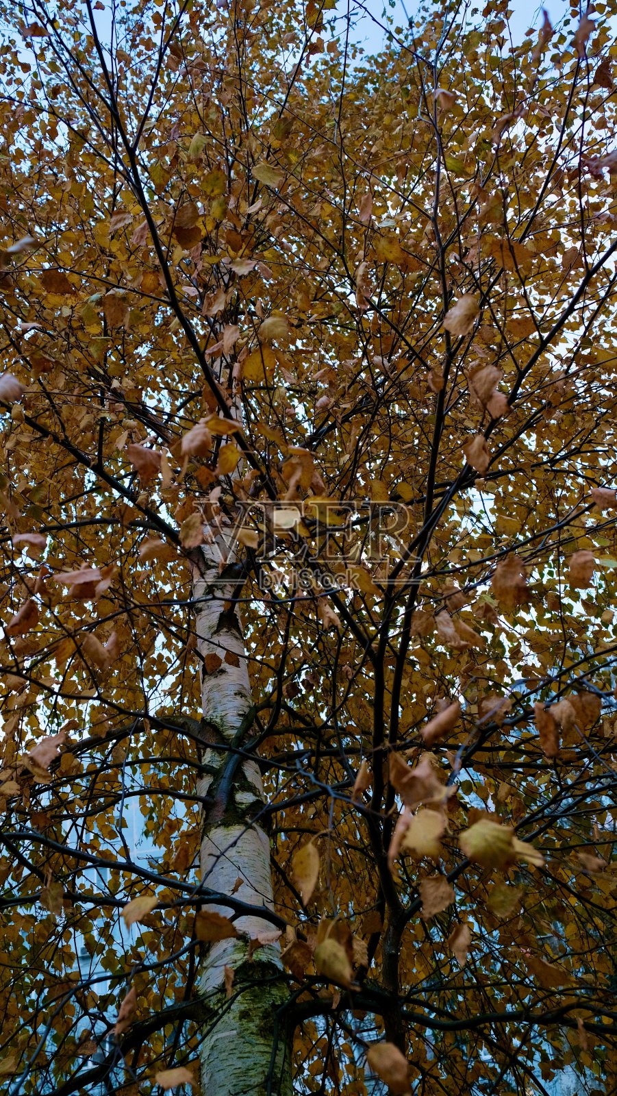 在秋天的天空背景上，有黄色叶子的桦树照片摄影图片