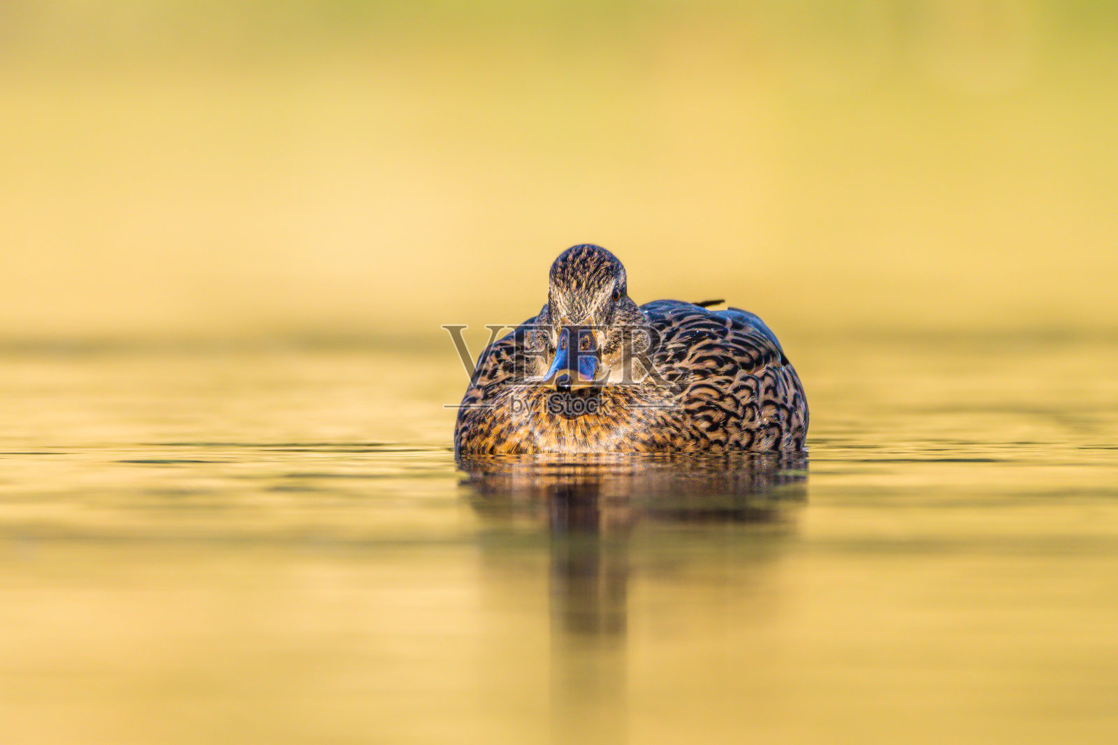 晨光中，绿头鸭在池塘水面上游泳照片摄影图片