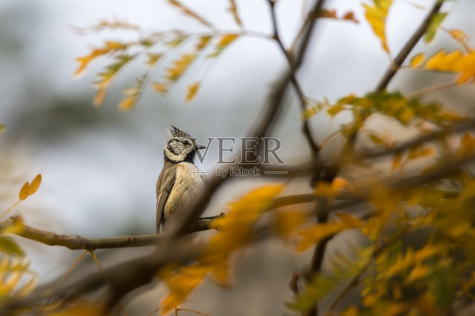 冠山雀栖息在树枝上照片摄影图片