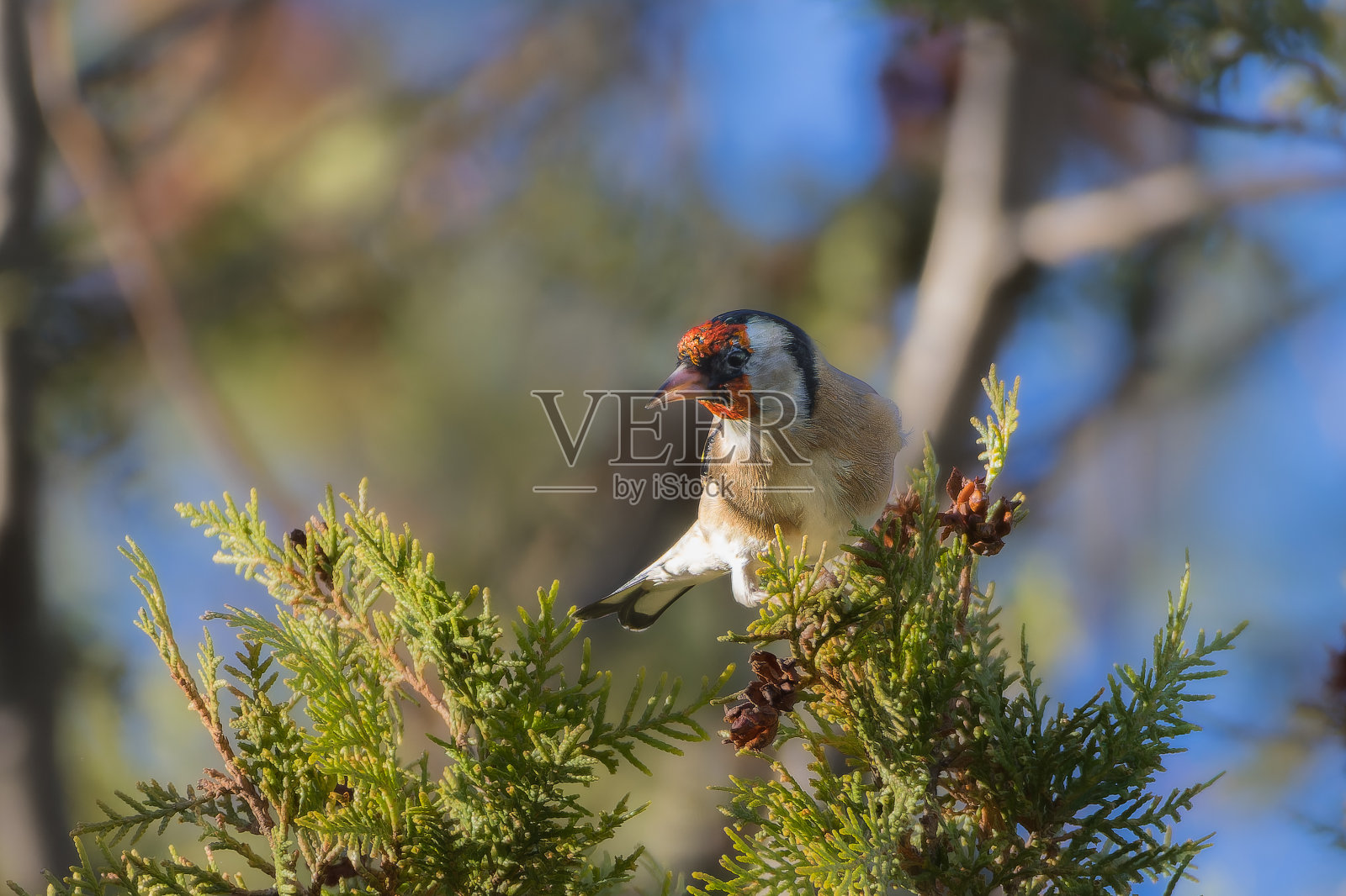 栖息在树枝上的欧洲金翅雀照片摄影图片