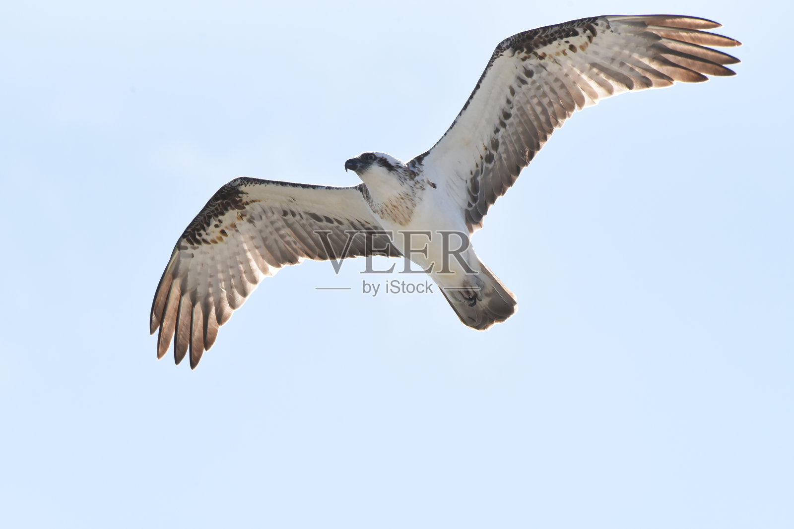 鱼鹰(Pandion haliaetus)是一种昼夜活动的食鱼猛禽，分布在世界各地照片摄影图片