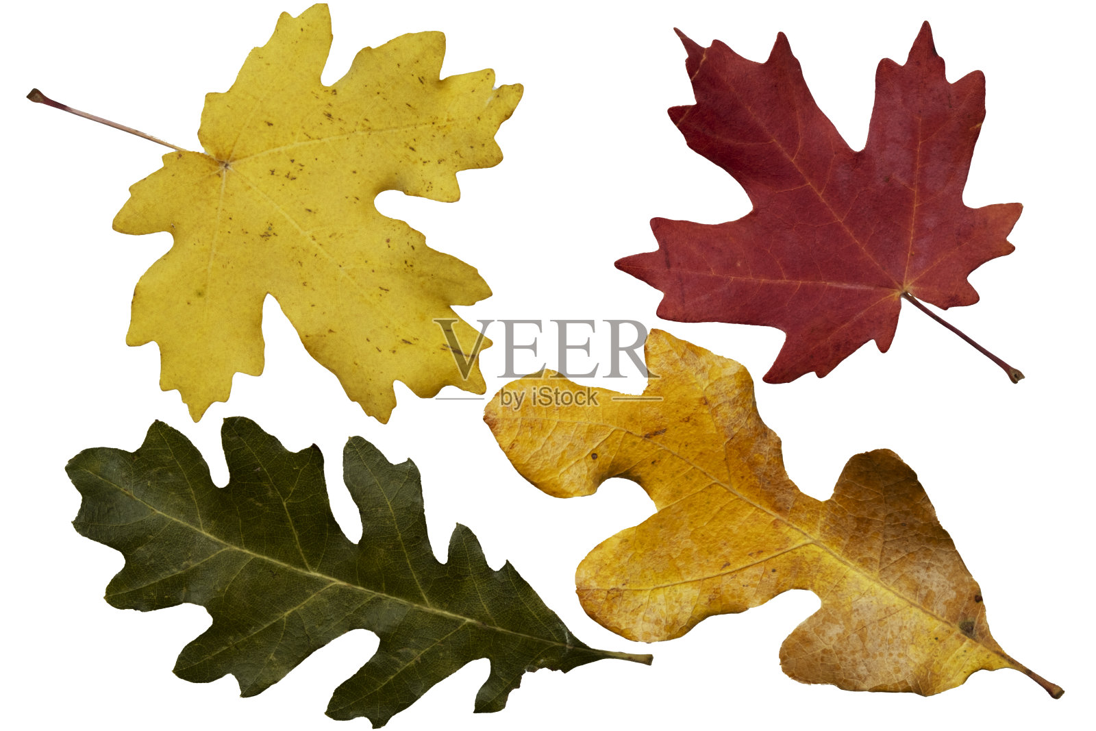 收集秋天落叶树五颜六色的叶子。枫木,橡木。孤立在白色上。照片摄影图片