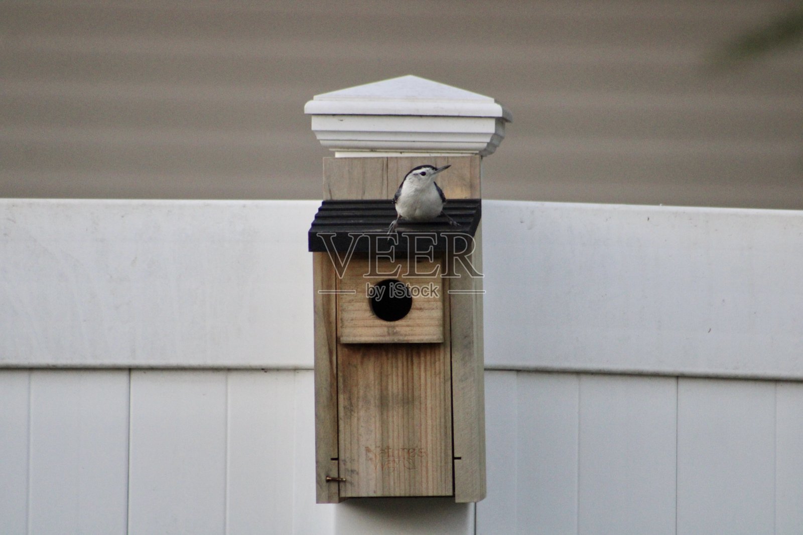 白胸茅草照片摄影图片