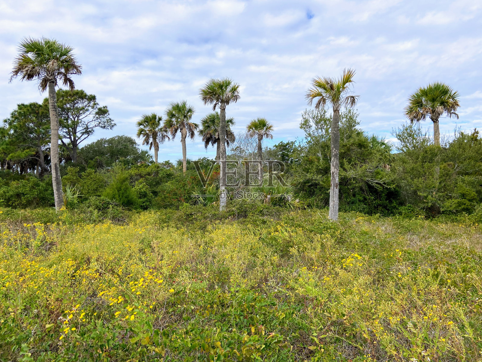愚蠢海滩，南卡罗来纳州照片摄影图片