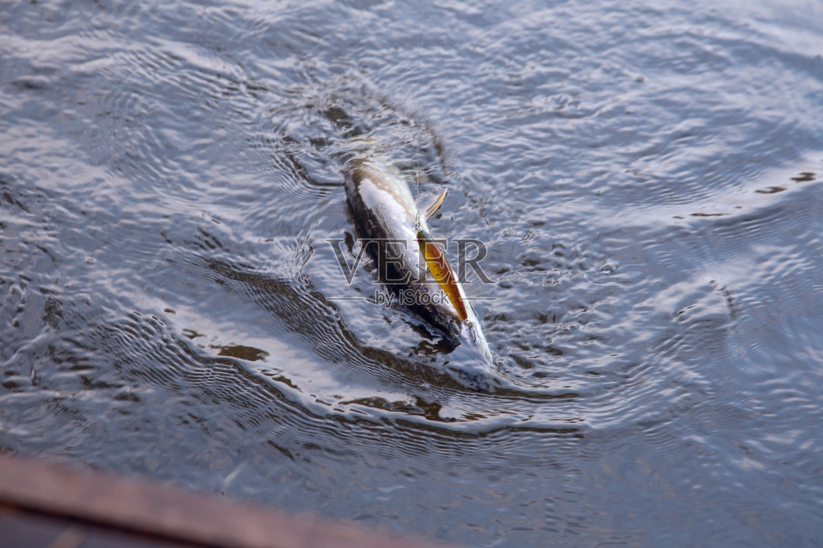 淡水梭鱼。刚在池塘里钓到淡水鱼。照片摄影图片