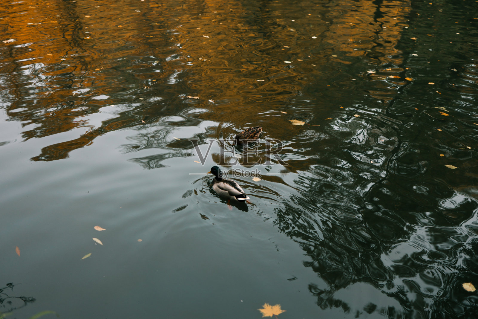 秋天的风景，湖上的鸭子照片摄影图片