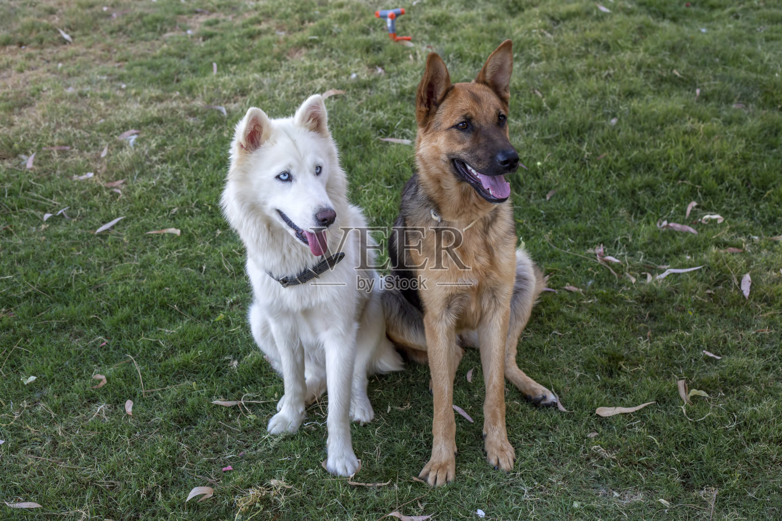 宠物动物;德国狼狗在花园里。照片摄影图片
