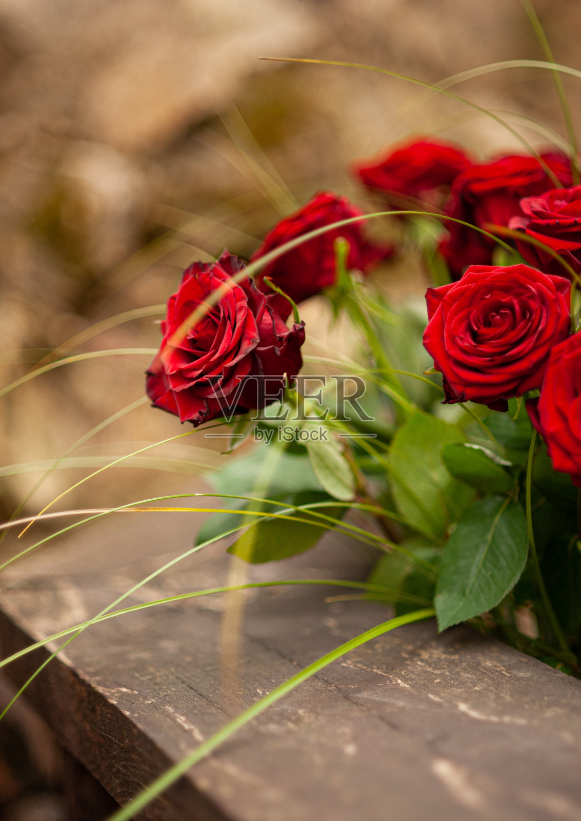 花园里的红玫瑰照片摄影图片