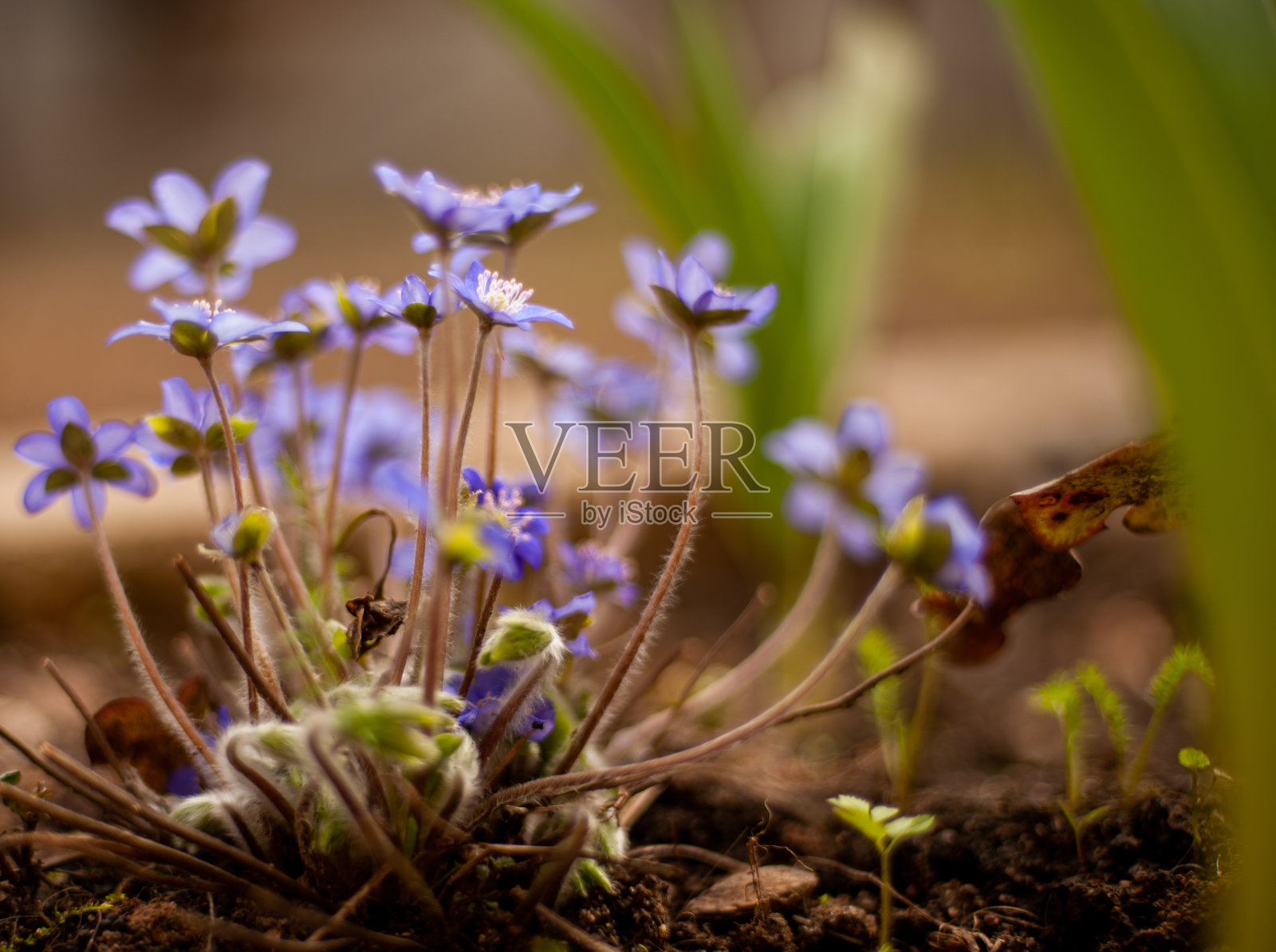 獐耳细辛transsilvanica照片摄影图片