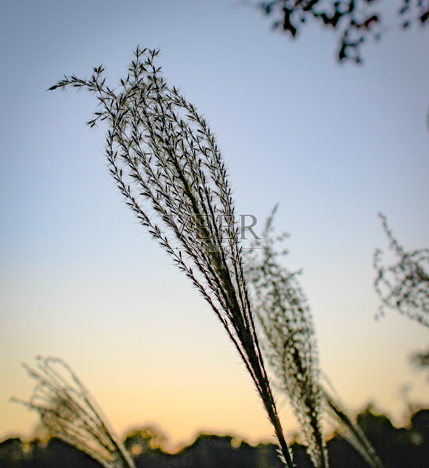 在微风中摇曳照片摄影图片
